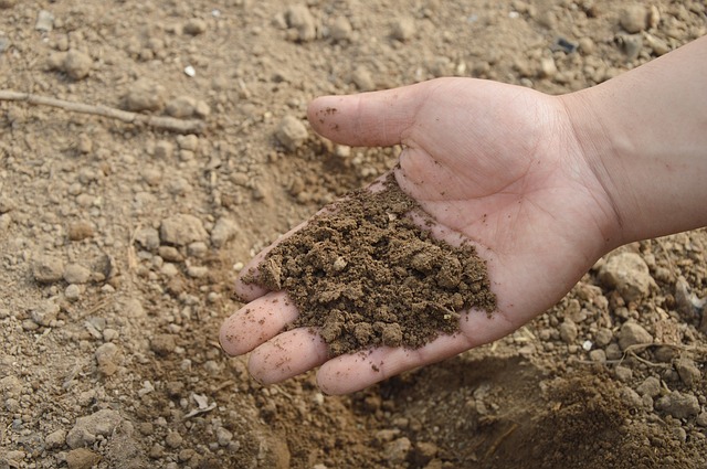 Cách xử lý đất trước khi trồng rau - cải tạo đất
