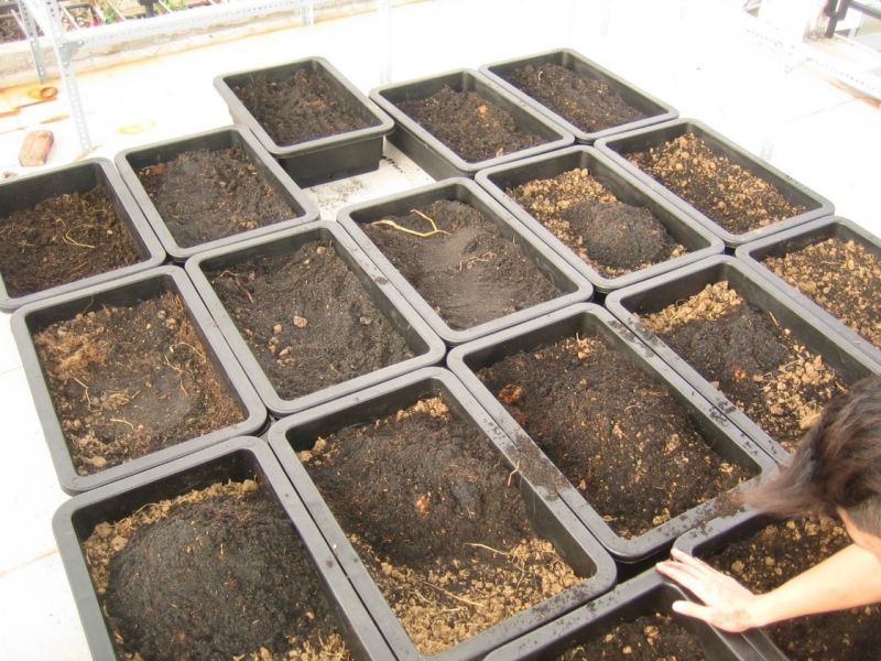 Cách xử lý đất trước khi trồng rau đơn giản