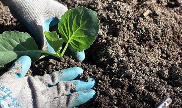 Cách xử lý đất trước khi trồng rau như thế nào?
