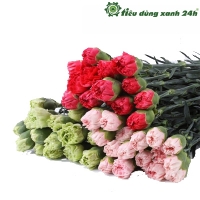 Hạt giống hoa cẩm chướng kép - HG04 (30 hạt )