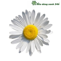 Hạt giống hoa cúc mini - HG01 (100 hạt)