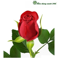 Hạt giống hoa hồng - HG02 ( 30 hạt)